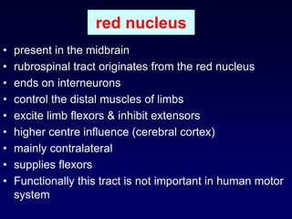 red nucleus
• present in the midbrain
• rubrospinal tract originates from the red nucleus
• ends on interneurons
• control the distal muscles of limbs
• excite limb flexors & inhibit extensors
• higher centre influence (cerebral cortex)
• mainly contralateral
• supplies flexors
• Functionally this tract is not important in human motor
system
 