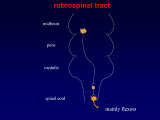 midbrain
pons
medulla
spinal cord
rubrospinal tract
mainly flexors
 