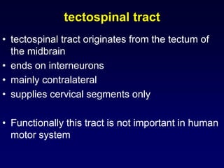 tectospinal tract
• tectospinal tract originates from the tectum of
the midbrain
• ends on interneurons
• mainly contralateral
• supplies cervical segments only
• Functionally this tract is not important in human
motor system
 