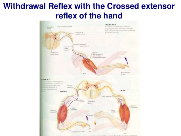 Y2 S1 Motor System Reflexes Basal Ganglia 2018 Comple Lecture