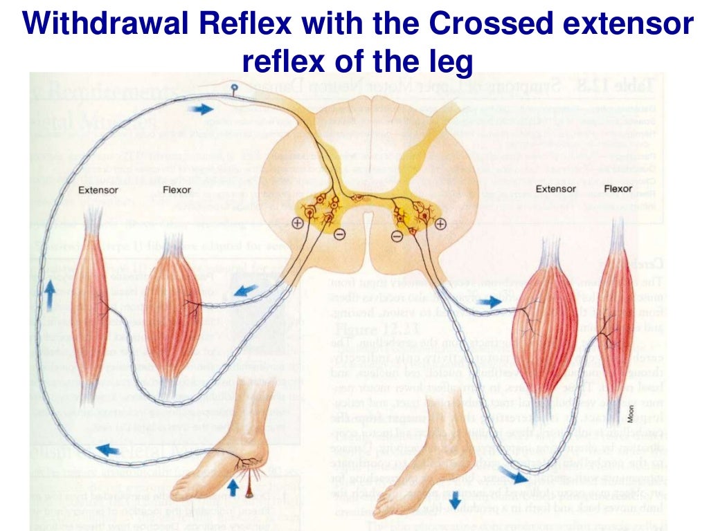 Y2 s1 motor system reflexes basal ganglia 2018 comple lecture