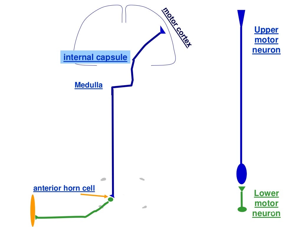 Y2 s1 motor system reflexes basal ganglia 2018 comple lecture