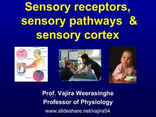 Sensory receptors,
sensory pathways &
sensory cortex
Prof. Vajira Weerasinghe
Professor of Physiology
www.slideshare.net/vajira54
 