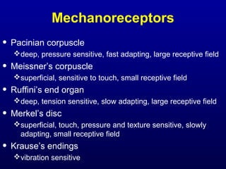 Mechanoreceptors
• Pacinian corpuscle
deep, pressure sensitive, fast adapting, large receptive field
• Meissner’s corpuscle
superficial, sensitive to touch, small receptive field
• Ruffini’s end organ
deep, tension sensitive, slow adapting, large receptive field
• Merkel’s disc
superficial, touch, pressure and texture sensitive, slowly
adapting, small receptive field
• Krause’s endings
vibration sensitive
 