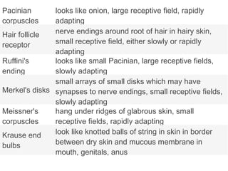 Pacinian
corpuscles
looks like onion, large receptive field, rapidly
adapting
Hair follicle
receptor
nerve endings around root of hair in hairy skin,
small receptive field, either slowly or rapidly
adapting
Ruffini's
ending
looks like small Pacinian, large receptive fields,
slowly adapting
Merkel's disks
small arrays of small disks which may have
synapses to nerve endings, small receptive fields,
slowly adapting
Meissner's
corpuscles
hang under ridges of glabrous skin, small
receptive fields, rapidly adapting
Krause end
bulbs
look like knotted balls of string in skin in border
between dry skin and mucous membrane in
mouth, genitals, anus
 
