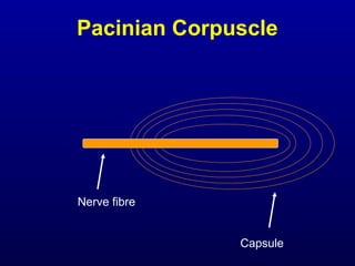 Pacinian Corpuscle
Capsule
Nerve fibre
 
