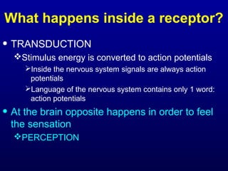 What happens inside a receptor?
• TRANSDUCTION
Stimulus energy is converted to action potentials
Inside the nervous system signals are always action
potentials
Language of the nervous system contains only 1 word:
action potentials
• At the brain opposite happens in order to feel
the sensation
PERCEPTION
 