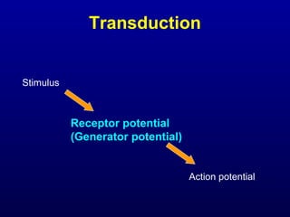 Transduction
Stimulus
Receptor potential
(Generator potential)
Action potential
 