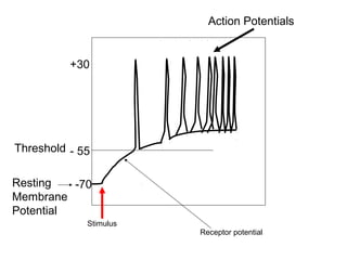 Action Potentials
Threshold
Resting
Membrane
Potential
-70
- 55
+30
Stimulus
Receptor potential
 