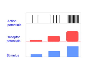 Stimulus
Receptor
potentials
Action
potentials
 