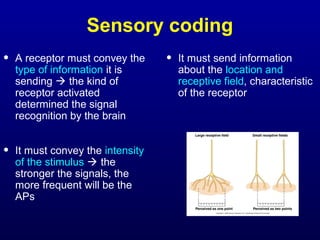 Sensory coding
• A receptor must convey the
type of information it is
sending  the kind of
receptor activated
determined the signal
recognition by the brain
• It must convey the intensity
of the stimulus  the
stronger the signals, the
more frequent will be the
APs
• It must send information
about the location and
receptive field, characteristic
of the receptor
 