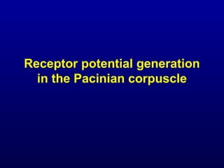Receptor potential generation
in the Pacinian corpuscle
 