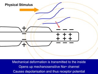Physical Stimulus
Mechanical deformation is transmitted to the inside
Opens up mechanosensitive Na+ channel
Causes depolarisation and thus receptor potential
 