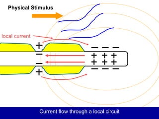 Physical Stimulus
local current
Current flow through a local circuit
 