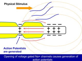 Physical Stimulus
Action Potentials
are generated
Opening of voltage gated Na+ channels causes generation of
action potentials
 