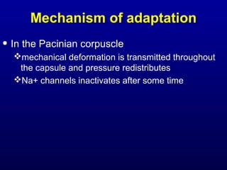Mechanism of adaptation
• In the Pacinian corpuscle
mechanical deformation is transmitted throughout
the capsule and pressure redistributes
Na+ channels inactivates after some time
 