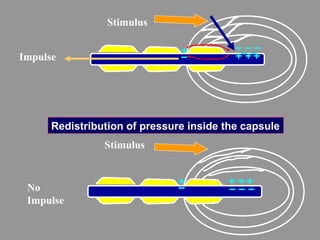 Impulse
Stimulus
Redistribution of pressure inside the capsule
No
Impulse
Stimulus
 
