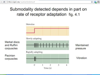 • Rapidly adapting receptors
phasic or rate or movement receptors
detect changes in stimulus strength
eg. Pacinian corpuscle, hair end-organ
• Slowly adapting receptors
tonic receptors
detect continuous stimulus strength
eg. muscle spindles, Golgi tendon organ, baroreceptors,
Ruffini endings and Merkel’s discs, pain receptors
 