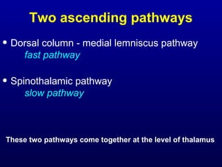 Two ascending pathways
• Dorsal column - medial lemniscus pathway
fast pathway
• Spinothalamic pathway
slow pathway
These two pathways come together at the level of thalamus
 