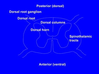 Dorsal root
Dorsal columns
Dorsal horn
Dorsal root ganglion
Spinothalamic
tracts
Posterior (dorsal)
Anterior (ventral)
 