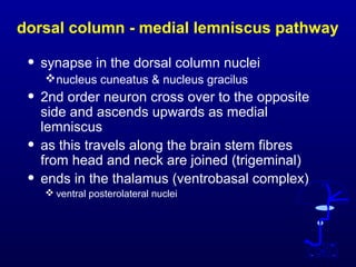 dorsal column - medial lemniscus pathway
• synapse in the dorsal column nuclei
nucleus cuneatus & nucleus gracilus
• 2nd order neuron cross over to the opposite
side and ascends upwards as medial
lemniscus
• as this travels along the brain stem fibres
from head and neck are joined (trigeminal)
• ends in the thalamus (ventrobasal complex)
 ventral posterolateral nuclei
 