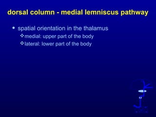 dorsal column - medial lemniscus pathway
• spatial orientation in the thalamus
medial: upper part of the body
lateral: lower part of the body
 