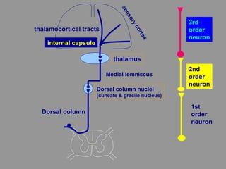 Dorsal column nuclei
(cuneate & gracile nucleus)
Dorsal column
Medial lemniscus
thalamus
thalamocortical tracts
sensorycortex
internal capsule
1st
order
neuron
2nd
order
neuron
3rd
order
neuron
 