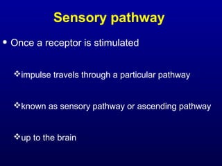 Sensory pathway
• Once a receptor is stimulated
impulse travels through a particular pathway
known as sensory pathway or ascending pathway
up to the brain
 