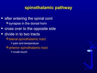 spinothalamic pathway
• after entering the spinal cord
synapse in the dorsal horn
• cross over to the opposite side
• divide in to two tracts
lateral spinothalamic tract:
pain and temperature
anterior spinothalamic tract
crude touch
 
