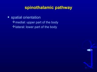 spinothalamic pathway
• spatial orientation
medial: upper part of the body
lateral: lower part of the body
 