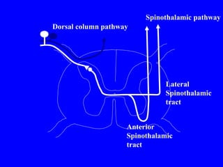 Dorsal column pathway
Spinothalamic pathway
Lateral
Spinothalamic
tract
Anterior
Spinothalamic
tract
 