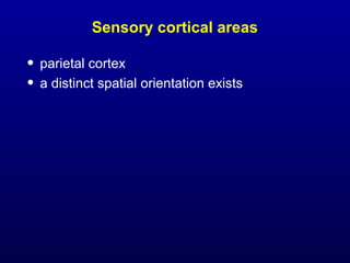 Sensory cortical areas
• parietal cortex
• a distinct spatial orientation exists
 