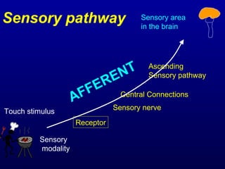Receptor
Sensory
modality
Sensory nerve
Central Connections
Ascending
Sensory pathway
Sensory area
in the brain
Touch stimulus
AFFERENT
Sensory pathway
 
