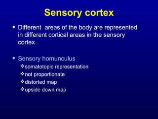 Sensory cortex
• Different areas of the body are represented
in different cortical areas in the sensory
cortex
• Sensory homunculus
somatotopic representation
not proportionate
distorted map
upside down map
 