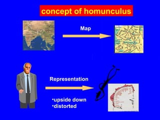 Representation
•upside down
•distorted
concept of homunculus
Map
 