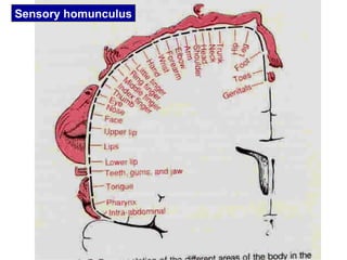 Sensory homunculus
 
