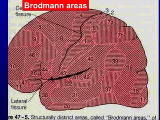 Brodmann areas
 