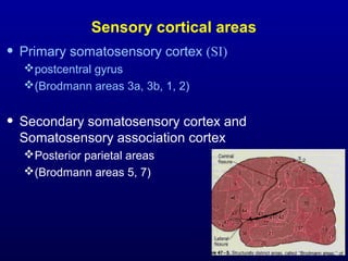 Sensory cortical areas
• Primary somatosensory cortex (SI)
postcentral gyrus
(Brodmann areas 3a, 3b, 1, 2)
• Secondary somatosensory cortex and
Somatosensory association cortex
Posterior parietal areas
(Brodmann areas 5, 7)
 