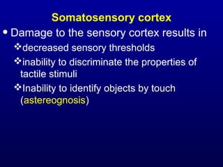 Somatosensory cortex
•Damage to the sensory cortex results in
decreased sensory thresholds
inability to discriminate the properties of
tactile stimuli
Inability to identify objects by touch
(astereognosis)
 