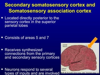 Secondary somatosensory cortex and
Somatosensory association cortex
• Located directly posterior to the
sensory cortex in the superior
parietal lobes
• Consists of areas 5 and 7
• Receives synthesized
connections from the primary
and secondary sensory cortices
• Neurons respond to several
types of inputs and are involved
 