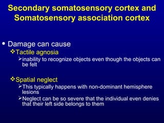 Secondary somatosensory cortex and
Somatosensory association cortex
• Damage can cause
Tactile agnosia
inability to recognize objects even though the objects can
be felt
Spatial neglect
This typically happens with non-dominant hemisphere
lesions
Neglect can be so severe that the individual even denies
that their left side belongs to them
 