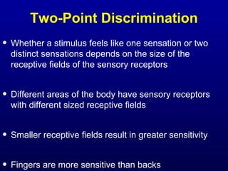 Two-Point Discrimination
• Whether a stimulus feels like one sensation or two
distinct sensations depends on the size of the
receptive fields of the sensory receptors
• Different areas of the body have sensory receptors
with different sized receptive fields
• Smaller receptive fields result in greater sensitivity
• Fingers are more sensitive than backs
 