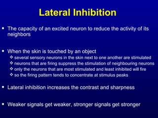 Lateral Inhibition
• The capacity of an excited neuron to reduce the activity of its
neighbors
• When the skin is touched by an object
 several sensory neurons in the skin next to one another are stimulated
 neurons that are firing suppress the stimulation of neighbouring neurons
 only the neurons that are most stimulated and least inhibited will fire
 so the firing pattern tends to concentrate at stimulus peaks
• Lateral inhibition increases the contrast and sharpness
• Weaker signals get weaker, stronger signals get stronger
 