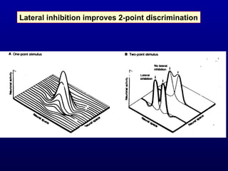 Lateral inhibition improves 2-point discrimination
 