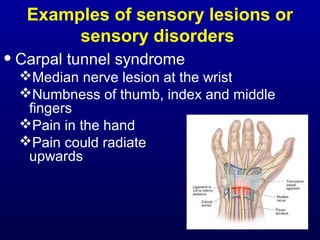 Examples of sensory lesions or
sensory disorders
•Carpal tunnel syndrome
Median nerve lesion at the wrist
Numbness of thumb, index and middle
fingers
Pain in the hand
Pain could radiate
upwards
 