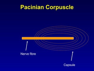 Pacinian Capsule Y2 s1 sensory system final | PPT