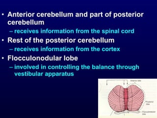 • Anterior cerebellum and part of posterior
cerebellum
– receives information from the spinal cord
• Rest of the posterior cerebellum
– receives information from the cortex
• Flocculonodular lobe
– involved in controlling the balance through
vestibular apparatus
 