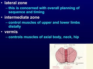 • lateral zone
– this is concerned with overall planning of
sequence and timing
• intermediate zone
– control muscles of upper and lower limbs
distally
• vermis
– controls muscles of axial body, neck, hip
 