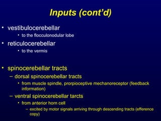 Inputs (cont’d)
• vestibulocerebellar
• to the flocculonodular lobe
• reticulocerebellar
• to the vermis
• spinocerebellar tracts
– dorsal spinocerebellar tracts
• from muscle spindle, prorpioceptive mechanoreceptor (feedback
information)
– ventral spinocerebellar tarcts
• from anterior horn cell
– excited by motor signals arriving through descending tracts (efference
copy)
 