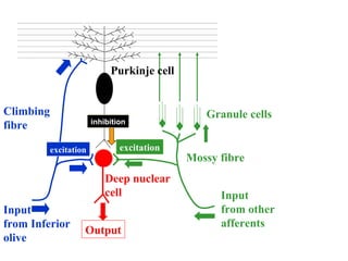 Purkinje cell
Input
from Inferior
olive
Input
from other
afferents
Climbing
fibre
Mossy fibre
Granule cells
Deep nuclear
cell
Output
excitationexcitation
inhibition
 